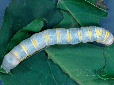dorsal view of larva Lithophane on Prunus virginiana in USA: NY