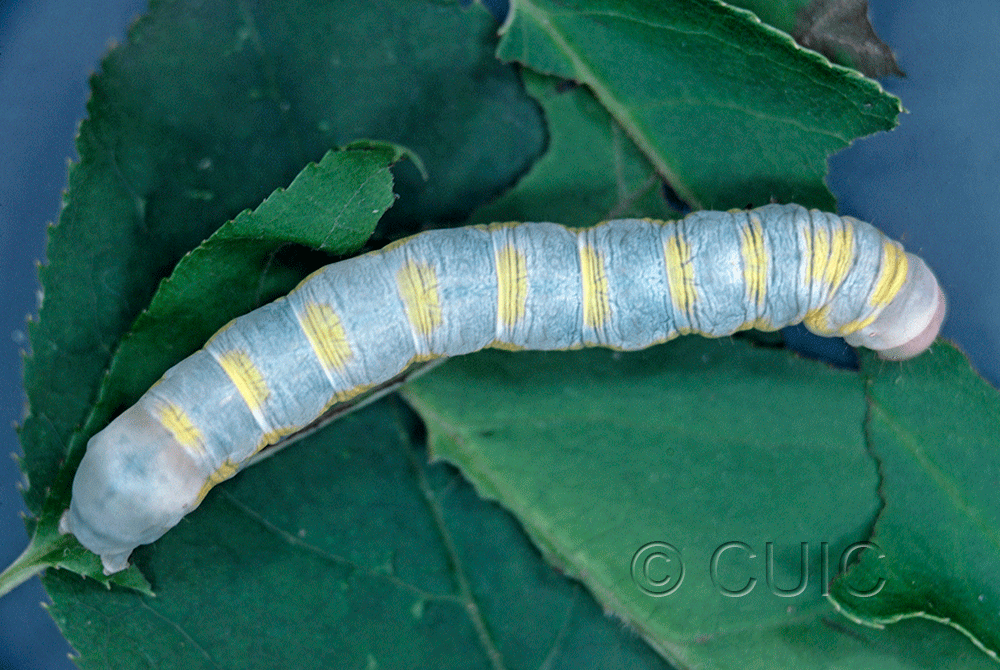 dorsal view of larva Lithophane on Prunus virginiana in USA: NY