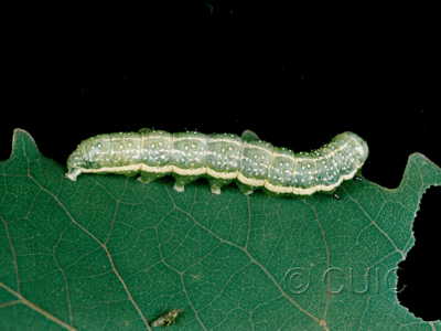 lateral view of larva Lithophane antennata