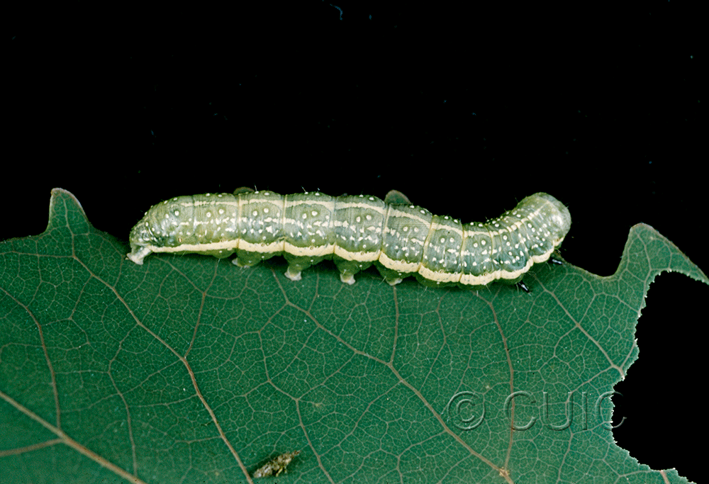 lateral view of larva Lithophane antennata