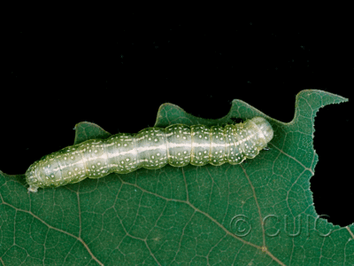 lateral view of larva Lithophane antennata