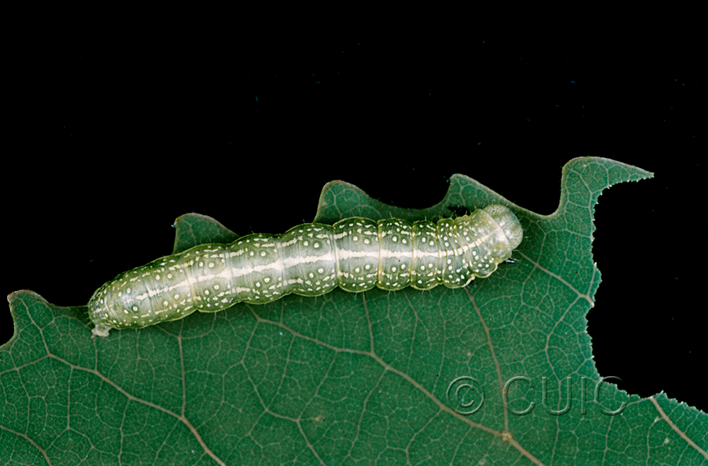 lateral view of larva Lithophane antennata