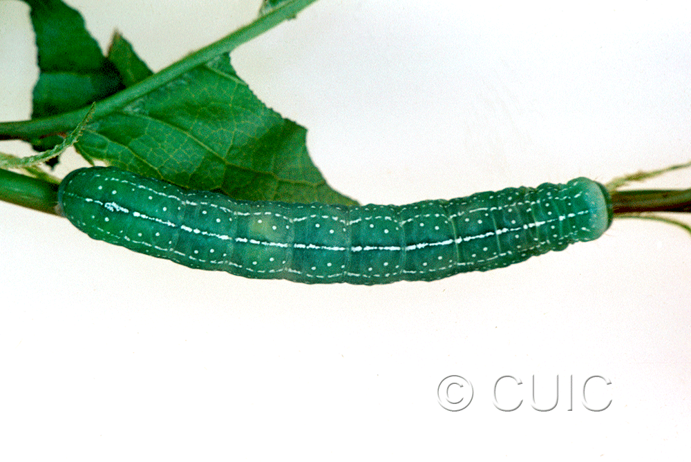 dorsal view of larva Lithophane baileyi on Prunus virginiana