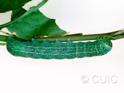 lateral view of larva Lithophane baileyi on Prunus virginiana