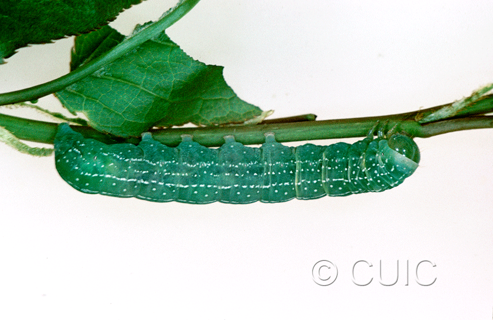 lateral view of larva Lithophane baileyi on Prunus virginiana