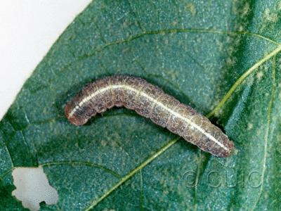 dorsal view of larva Lithophane contra on Platanus wrighti in USA: AZ