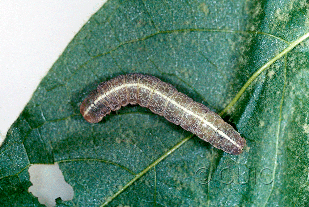 dorsal view of larva Lithophane contra on Platanus wrighti in USA: AZ
