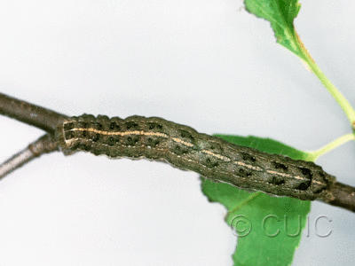 dorsal view of larva Lithophane disposita on Prunus serotina in USA: NY