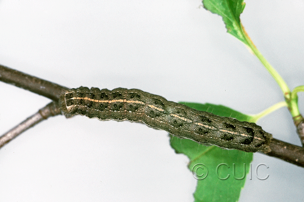 dorsal view of larva Lithophane disposita on Prunus serotina in USA: NY