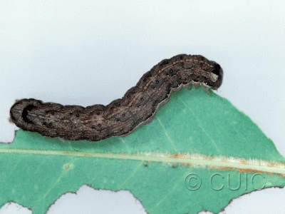 dorsal view of larva Lithophane disposita on Prunus serotina in USA: NY