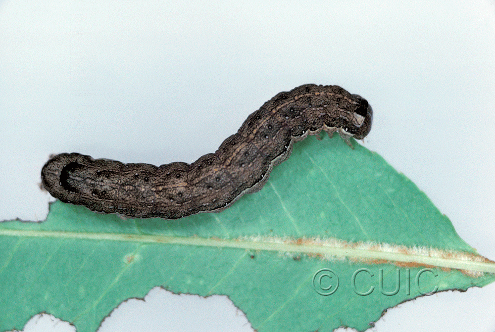dorsal view of larva Lithophane disposita on Prunus serotina in USA: NY