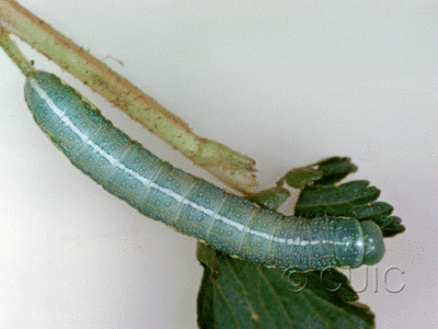 dorsal view of larva Lithophane georgei