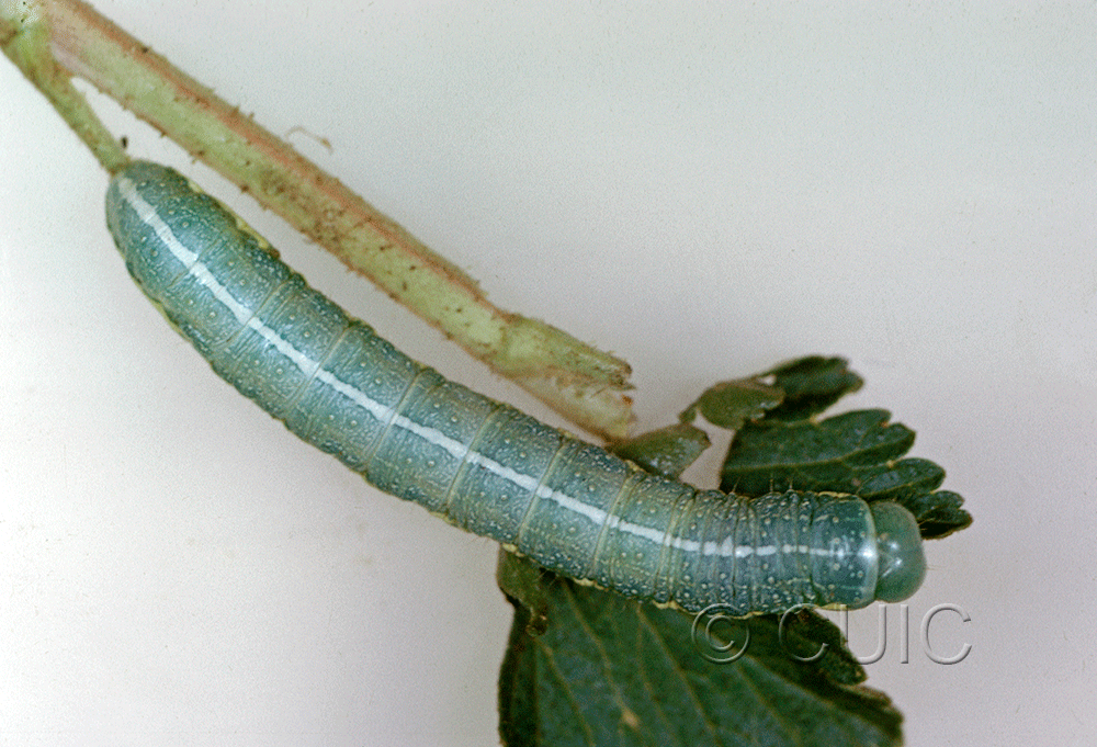 dorsal view of larva Lithophane georgei