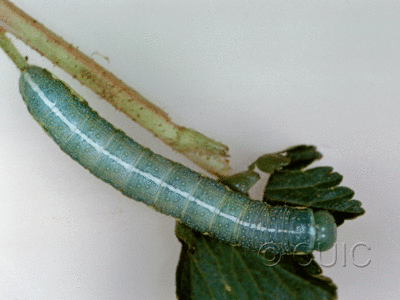 dorsal view of larva Lithophane georgei