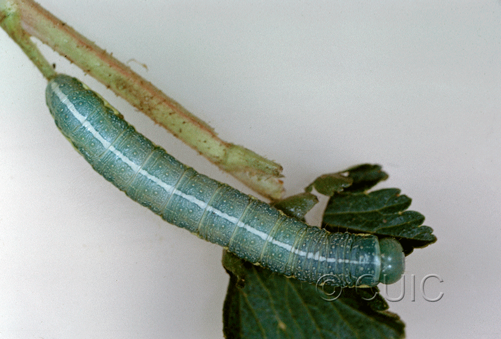 dorsal view of larva Lithophane georgei