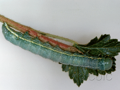 lateral view of larva Lithophane georgei
