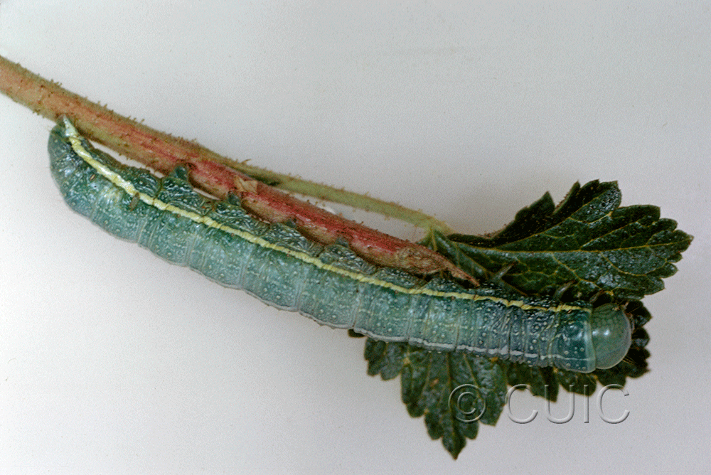 lateral view of larva Lithophane georgei