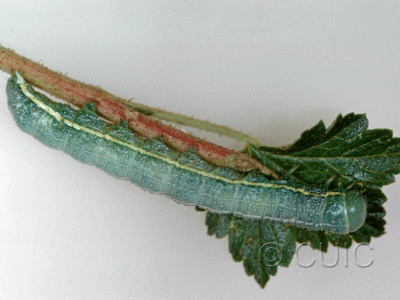 lateral view of larva Lithophane georgei