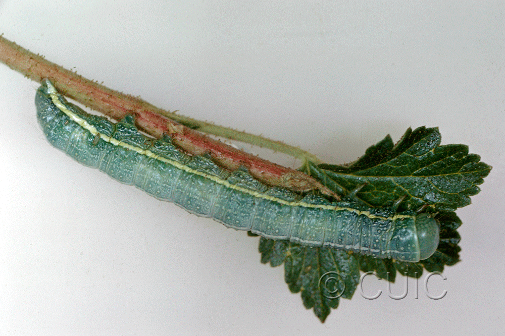 lateral view of larva Lithophane georgei