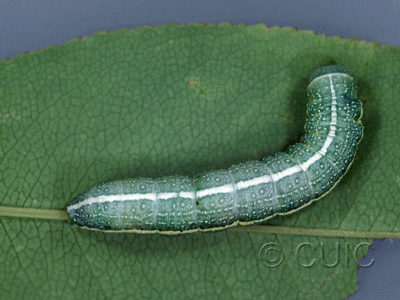 dorsal view of larva Lithophane georgei on Prunus serotina in USA: MN