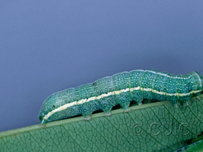 lateral view of larva Lithophane georgei on Prunus serotina in USA: MN