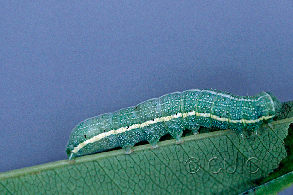lateral view of larva Lithophane georgei on Prunus serotina in USA: MN