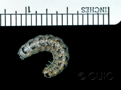 dorsal view of larva Lithophane hermina on Prunus virginiana in USA: NY
