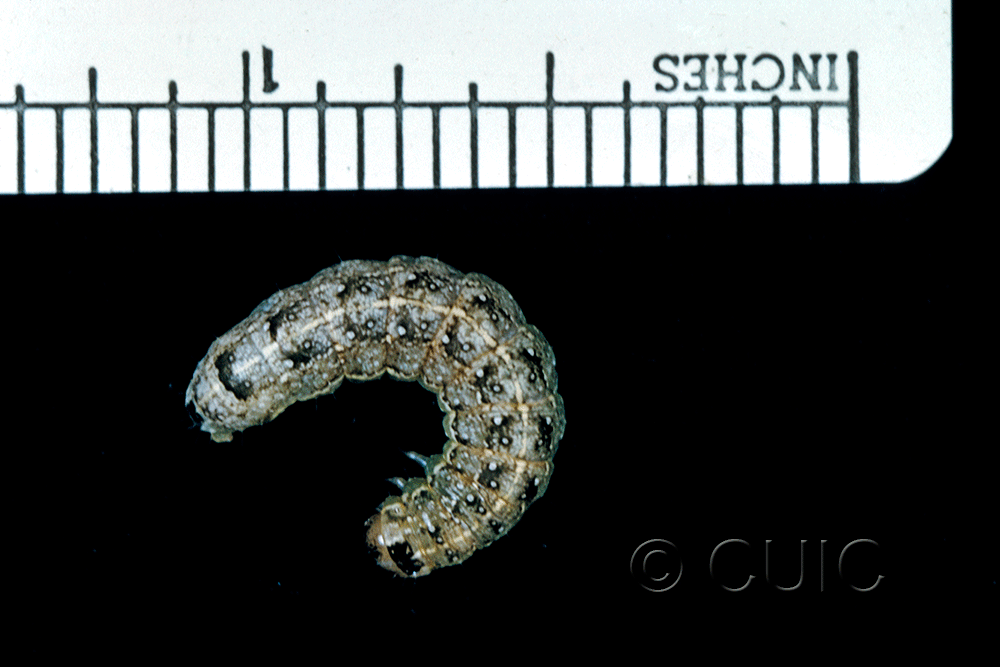 dorsal view of larva Lithophane hermina on Prunus virginiana in USA: NY