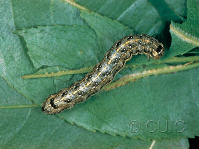 dorsal view of larva Lithophane innominata