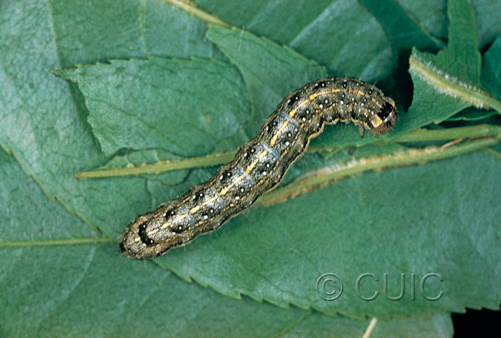 dorsal view of larva Lithophane innominata