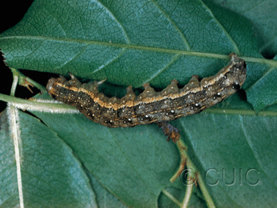 lateral view of larva Lithophane innominata