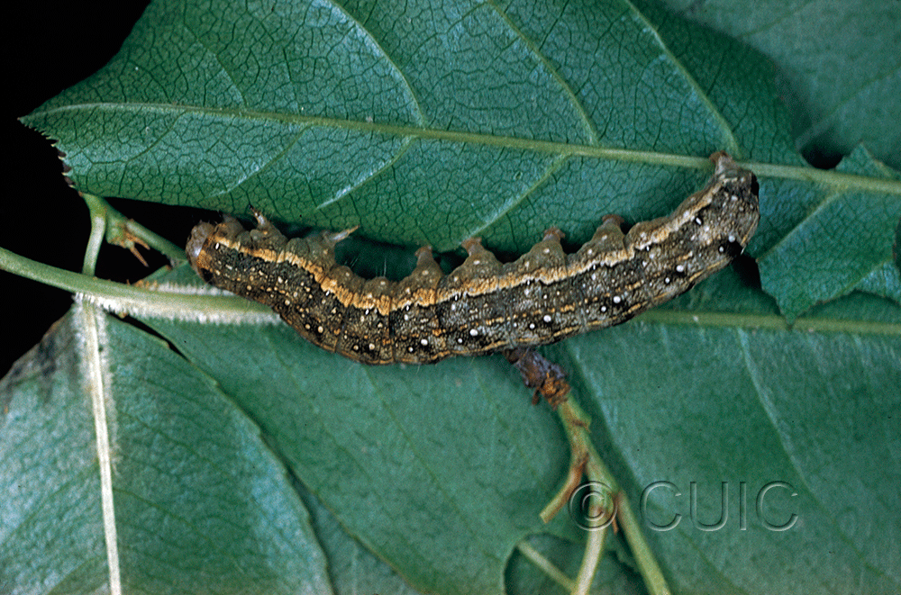 lateral view of larva Lithophane innominata