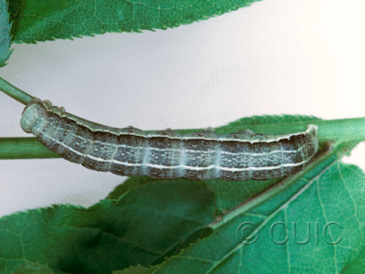 dorsal view of larva Lithophane innominata on Prunus in USA: NY