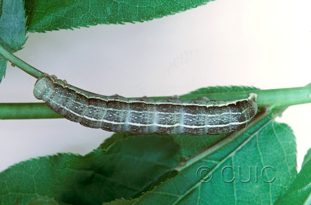 dorsal view of larva Lithophane innominata on Prunus in USA: NY