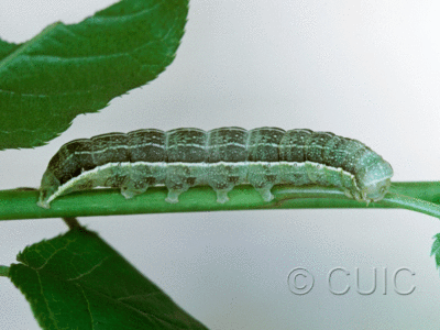 lateral view of larva Lithophane innominata on Prunus in USA: NY