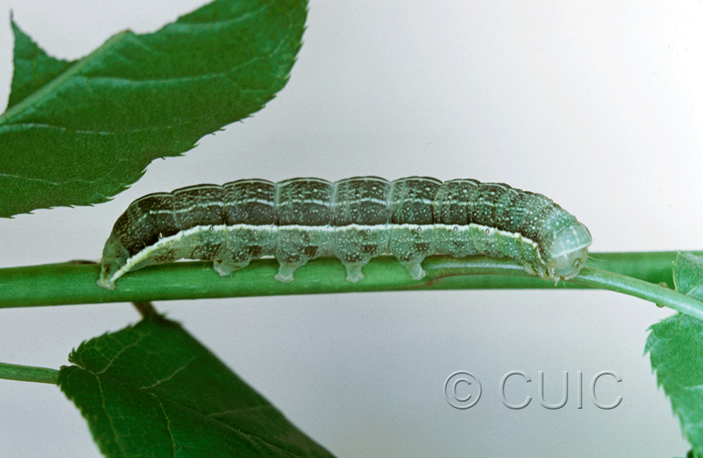lateral view of larva Lithophane innominata on Prunus in USA: NY