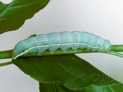 lateral view of larva Lithophane innominata on Prunus in USA: NY