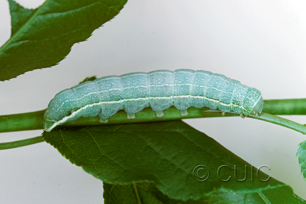 lateral view of larva Lithophane innominata on Prunus in USA: NY
