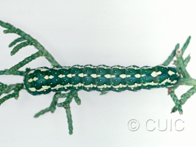 dorsal view of larva Lithophane longior on Juniper in USA: AZ