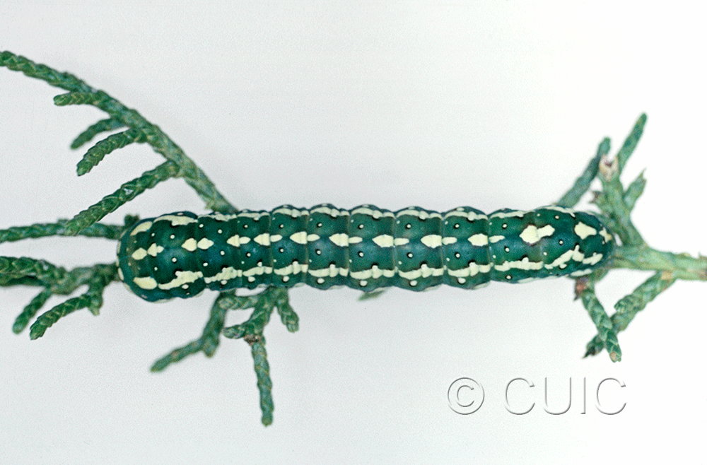 dorsal view of larva Lithophane longior on Juniper in USA: AZ