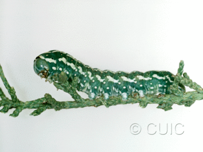 lateral view of larva Lithophane longior on Juniper in USA: AZ
