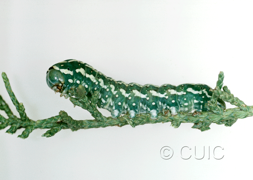 lateral view of larva Lithophane longior on Juniper in USA: AZ