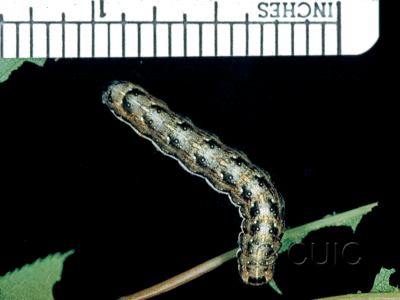 dorsal view of larva Lithophane on Prunus virginiana in USA: NY