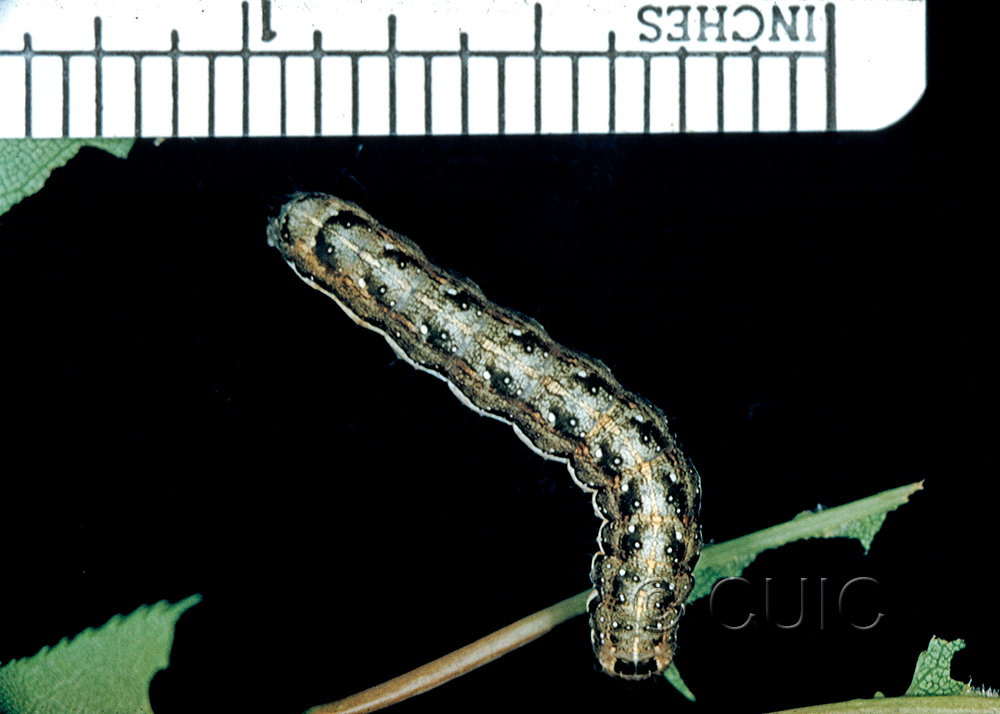 dorsal view of larva Lithophane on Prunus virginiana in USA: NY