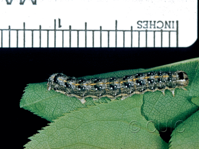 lateral view of larva Lithophane patefacta