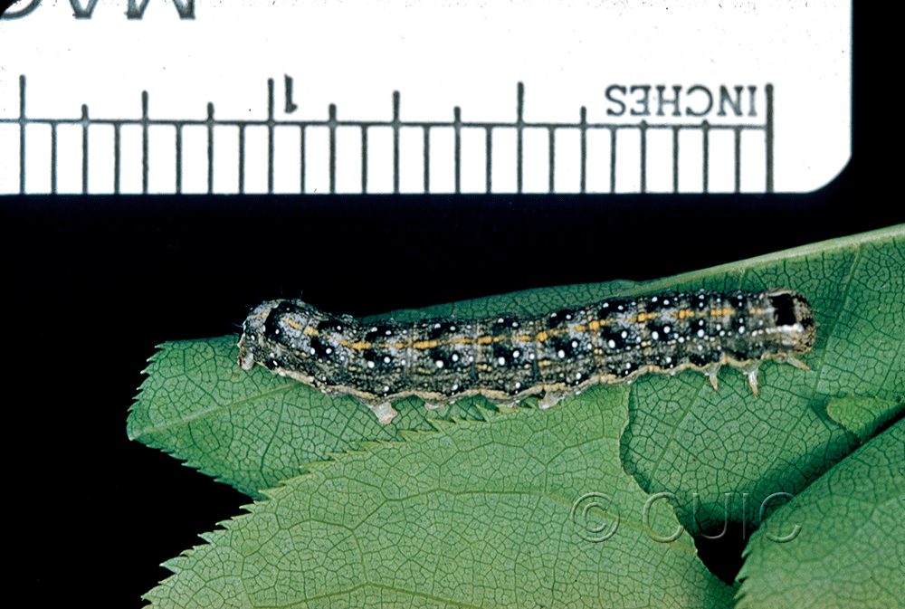 lateral view of larva Lithophane patefacta