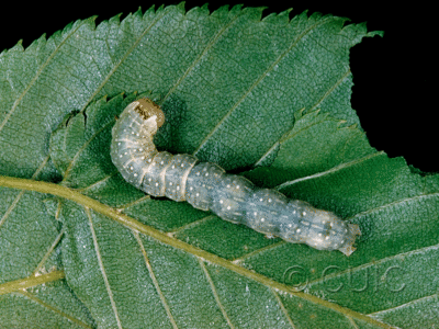 dorsal view of larva Lithophane petulca