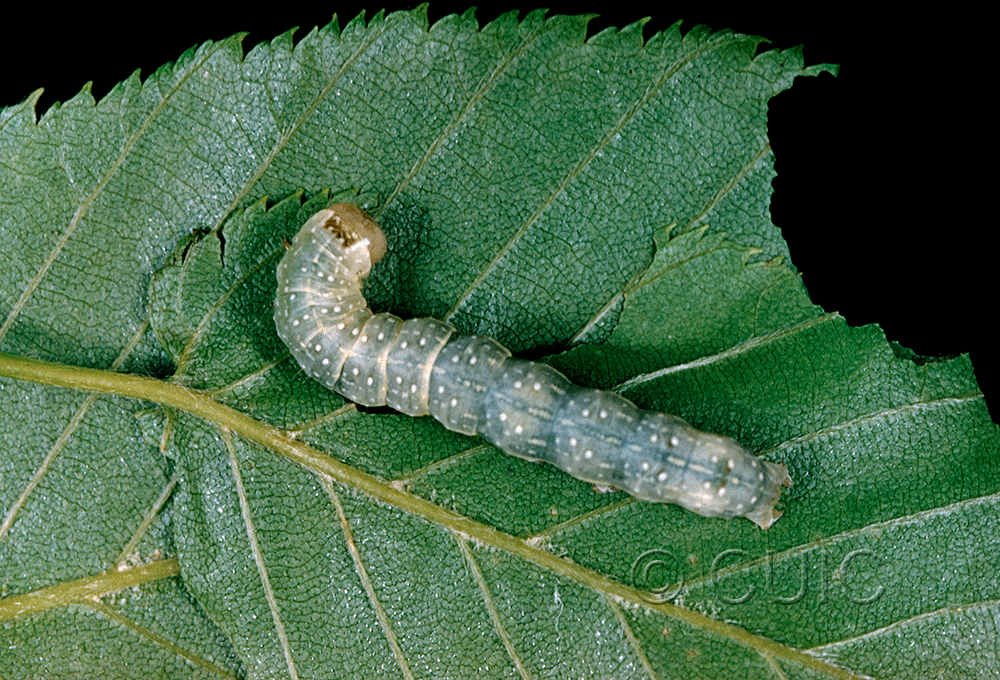 dorsal view of larva Lithophane petulca