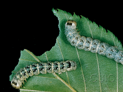dorsal / lateral view of larva Lithophane petulca