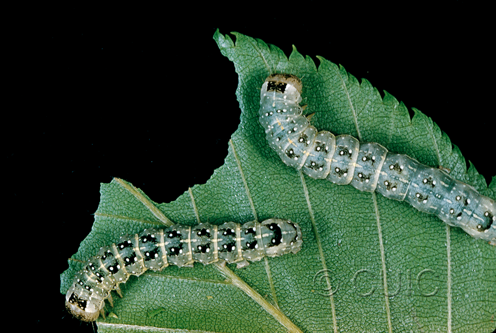 dorsal / lateral view of larva Lithophane petulca